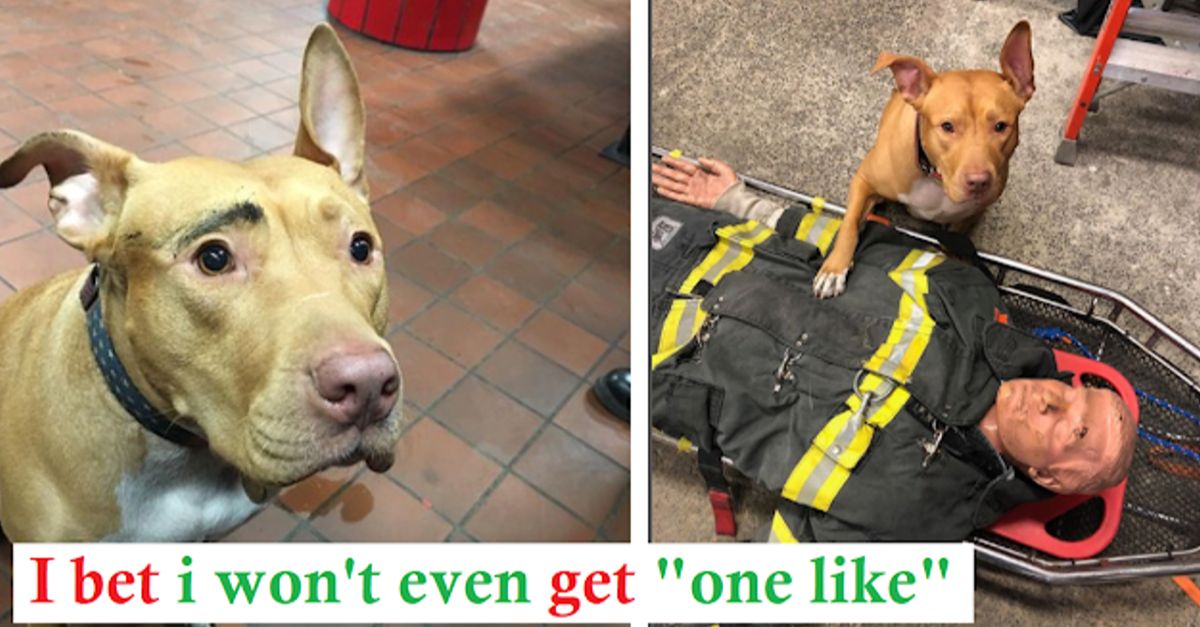 Rescued from a snowstorm, a pit bull now thrives with her firefighter saviors