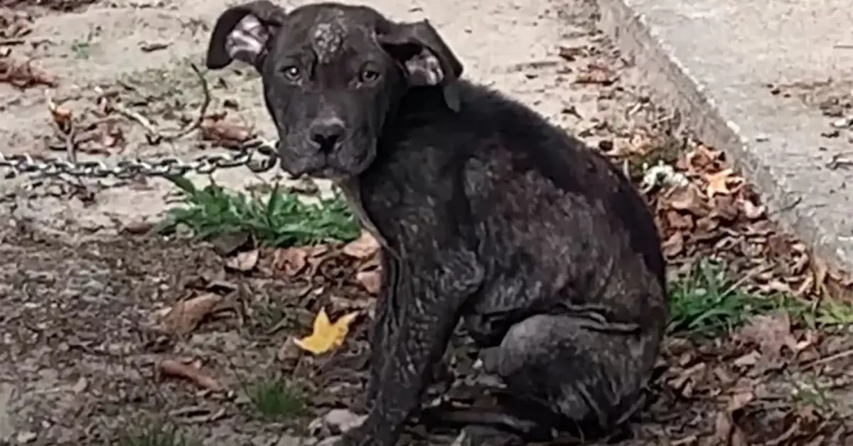 Rescuers Save Neglected Dog Chained 247, Helping Him Recover and Find Love