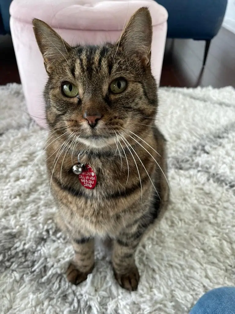 Choosing love over age: A brighter future for senior cats