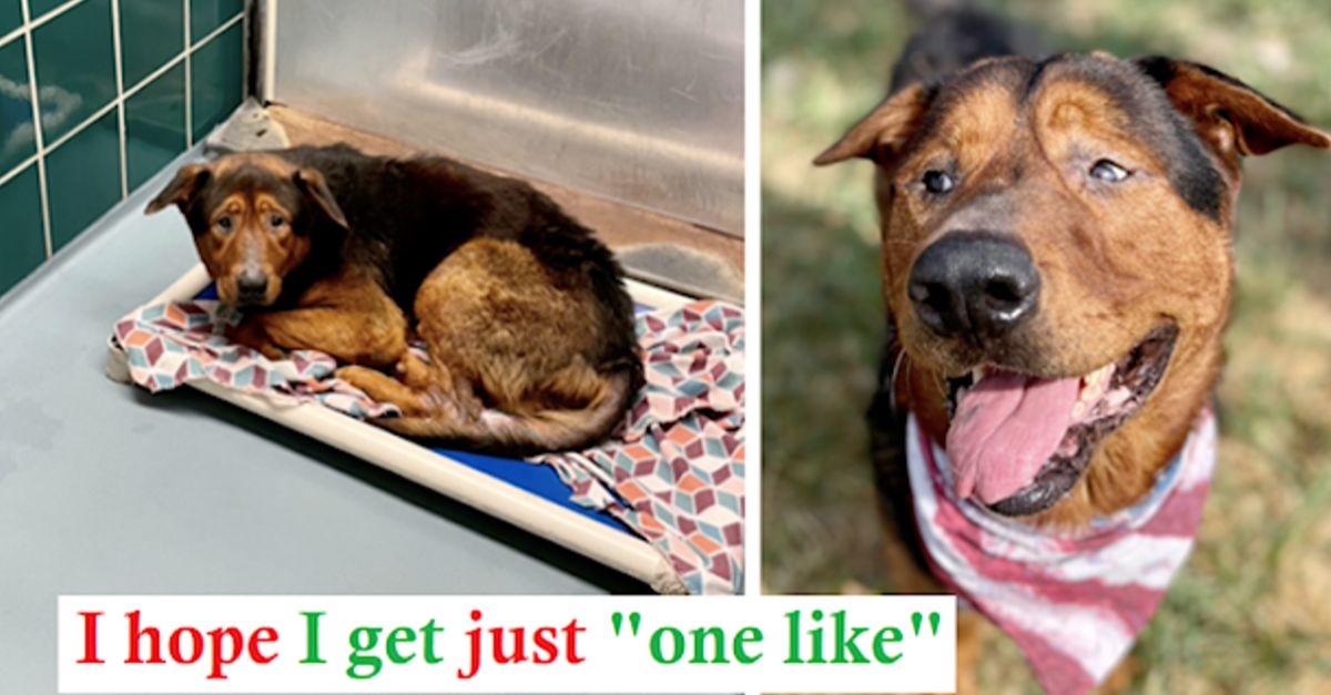 Senior shelter dog adopted just before scheduled euthanasia