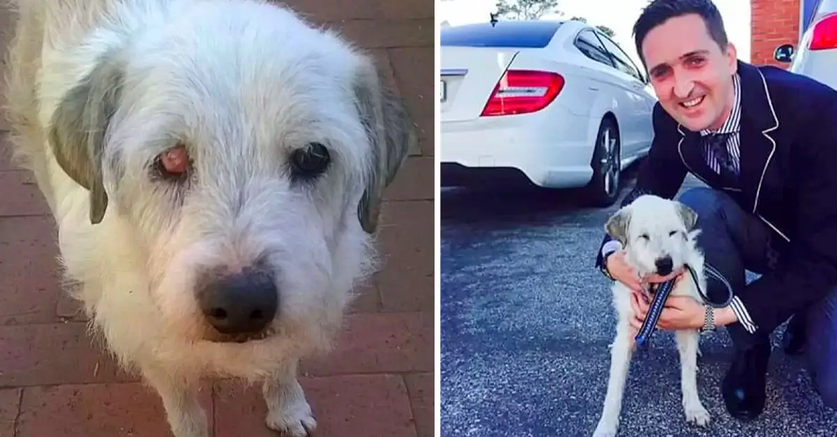 Shelter dog waited 15 years before finding a forever home