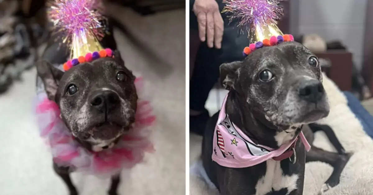 Shelter organizes a surprise party for an elderly dog that hasn’t been adopted