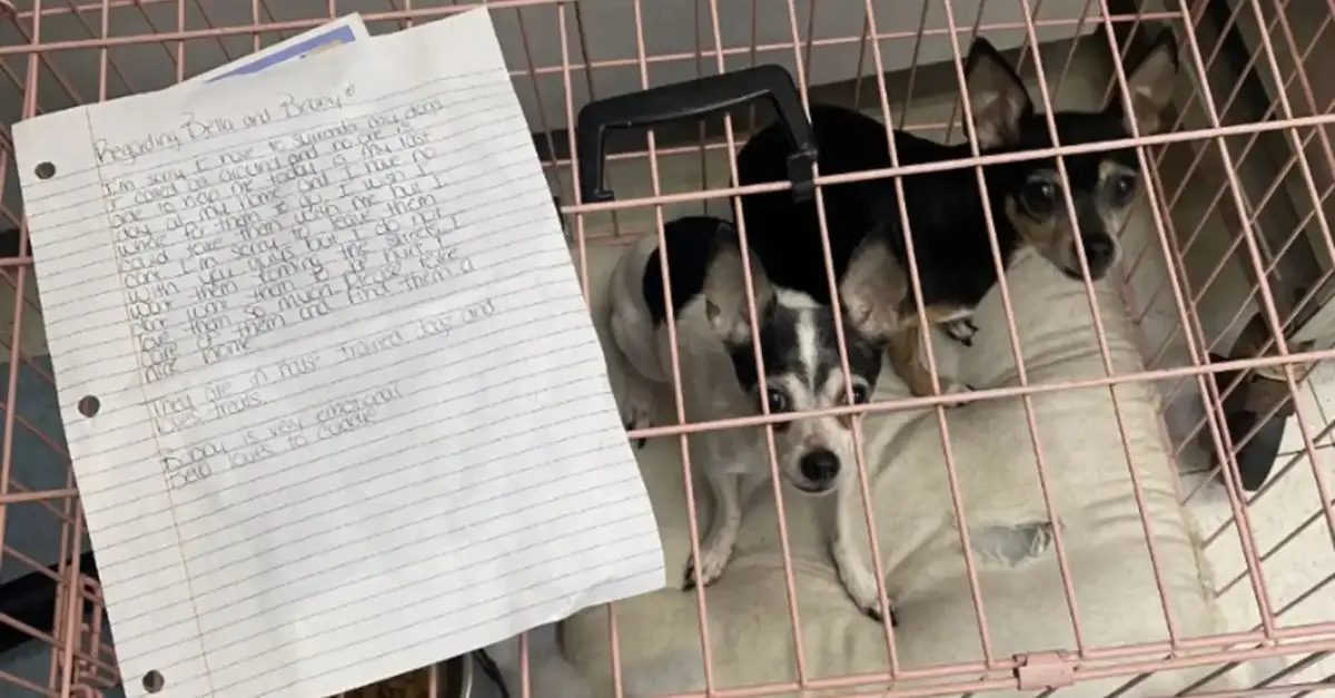 Small Dogs Found Outside Shelter with a Heartbreaking Note