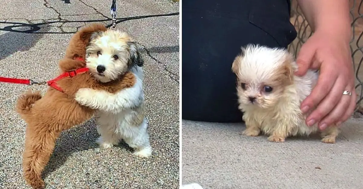 Smallest dog rescued from puppy mill meets his first friend ever