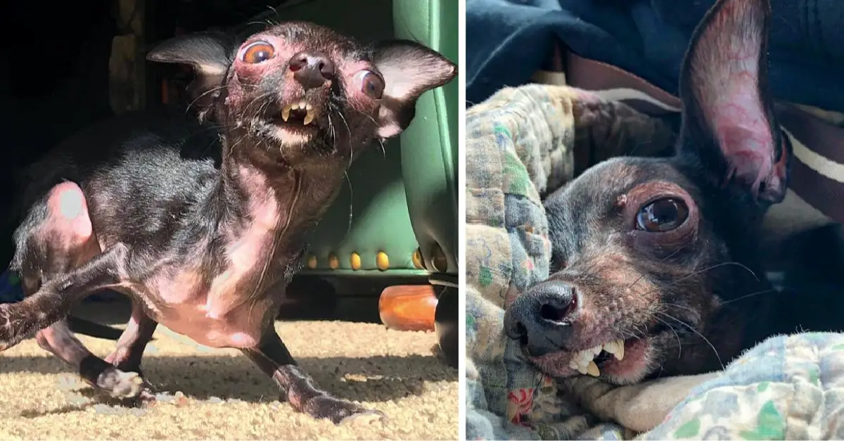 Special dog labeled a ‘monster’ and deemed too ugly for adoption