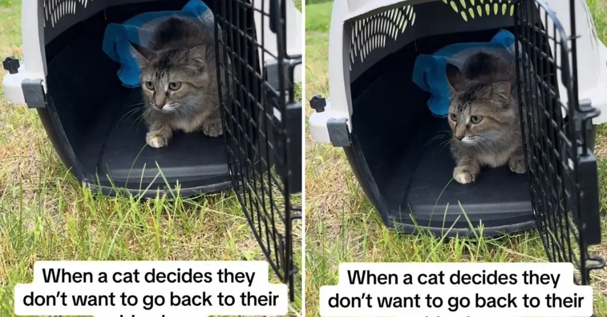 Stray Cat Chooses Indoor Life Over Colony After Taste