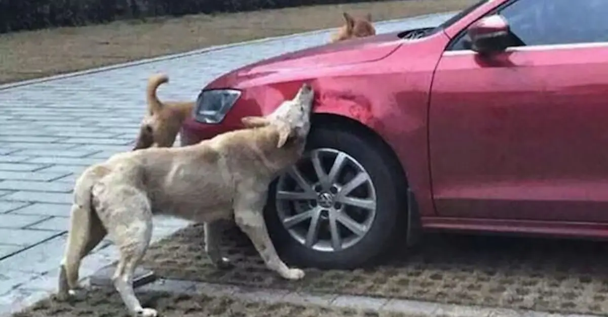 A stray dog that was kicked by a driver came back with a pack of friends to vandalize his car