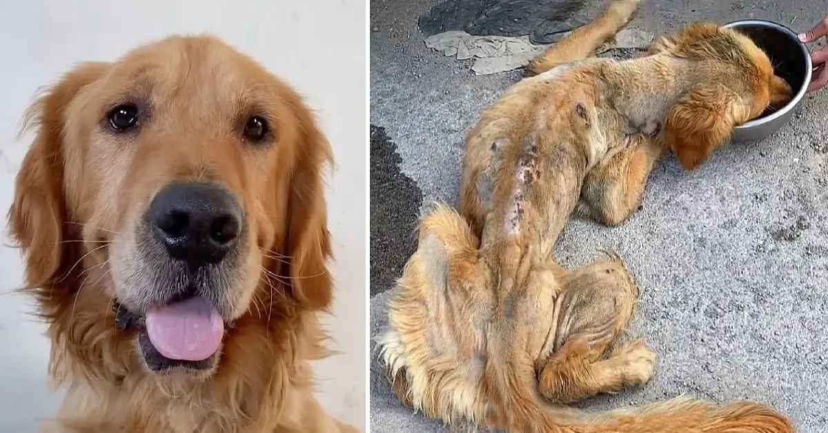 Stray Golden Retriever on Brink of Death Transforms Completely After Rescue