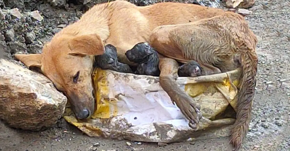 Stray dog collapses amidst rubble, bravely birthing puppies