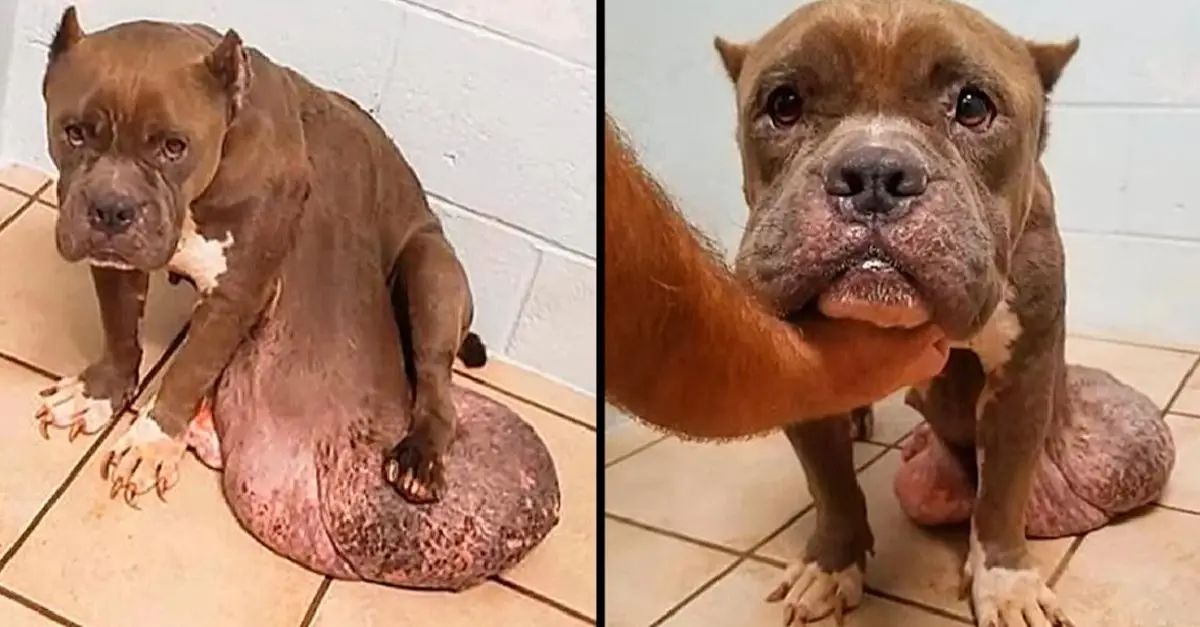 Stray dog with massive tumor suffers in pain, loses hope, and gets no help