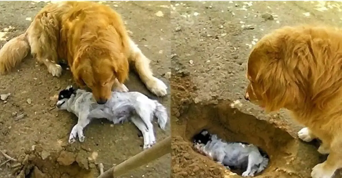 The Golden Retriever can’t bear to part with its friend, doesn’t want to bury him