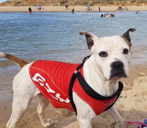 A staffordshire bull terrier with a heart of gold