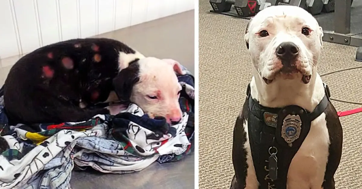 The Puppy That Rescued From Fire Becomes A Firefighter