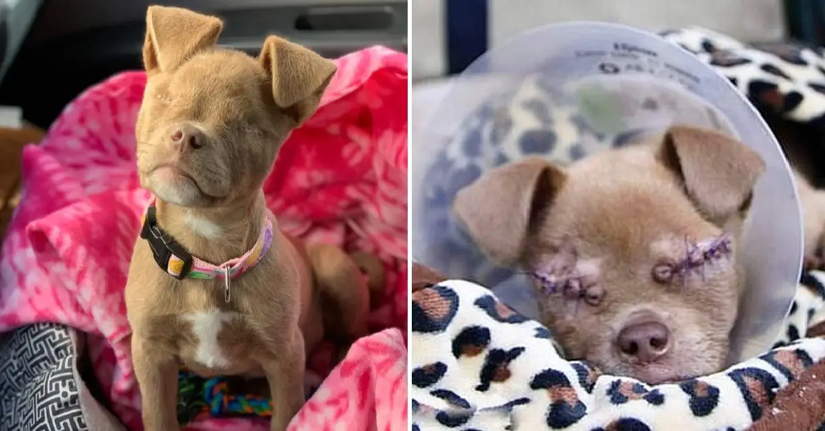 The abandoned blind dog has found a miracle: a new home, owner, and happiness restored