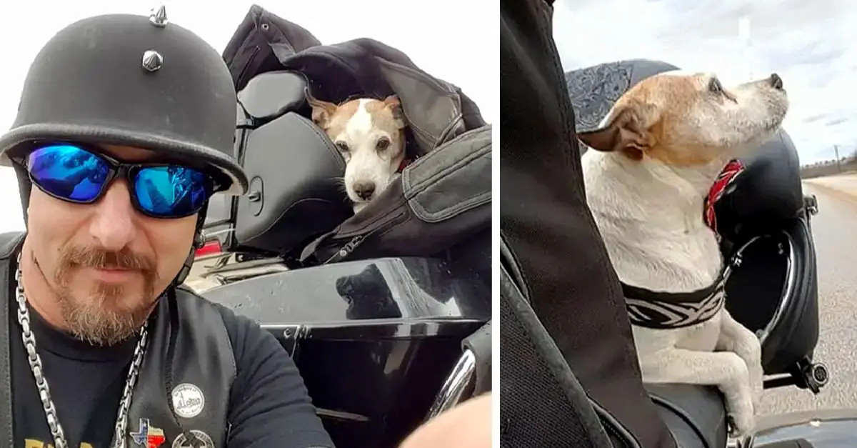 The biker spots a man abusing a dog on the highway, rescues it, and takes it on as his new co-pilot