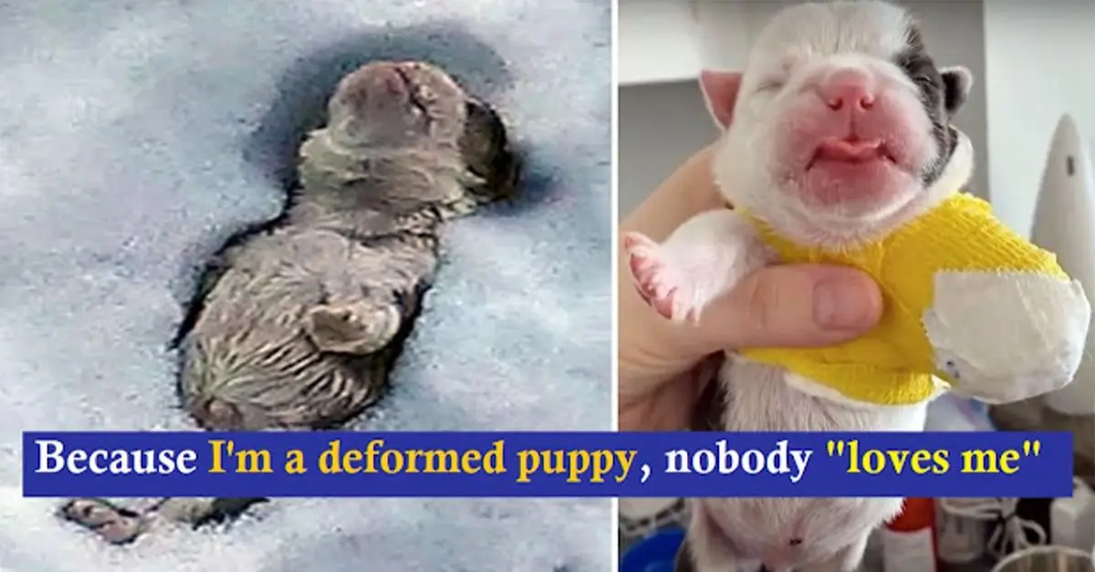 The bulldog born without foot was buried snow-bound cause his owner deeming him ‘useless’