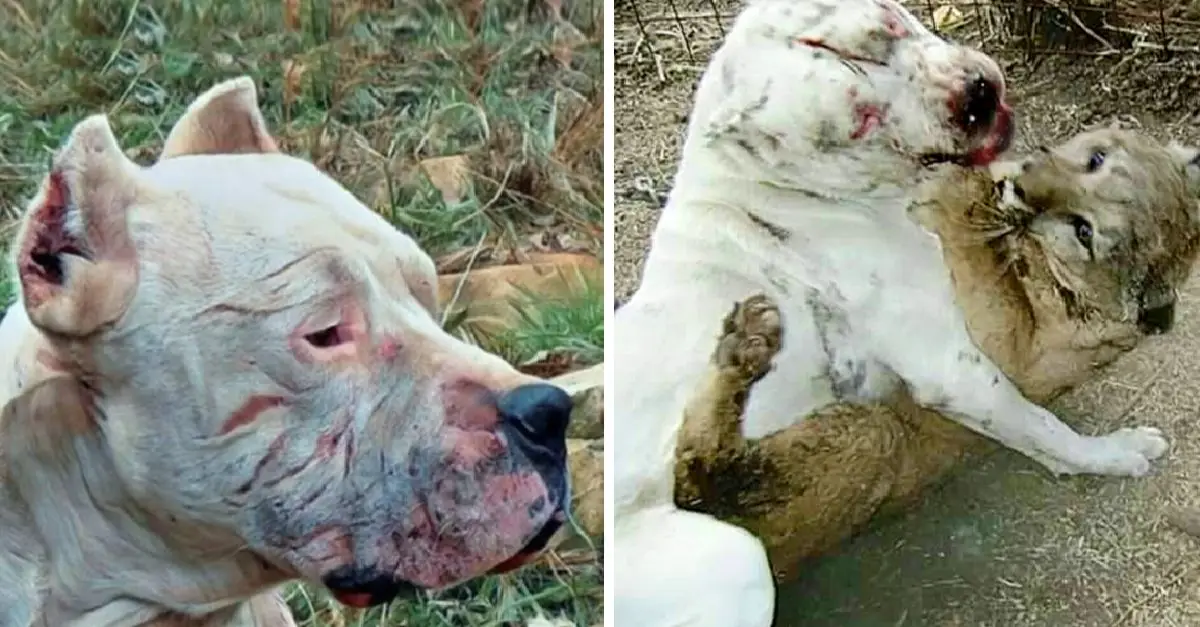 The dog Morocho bravely endangered himself to rescue two girls from a cougar attack