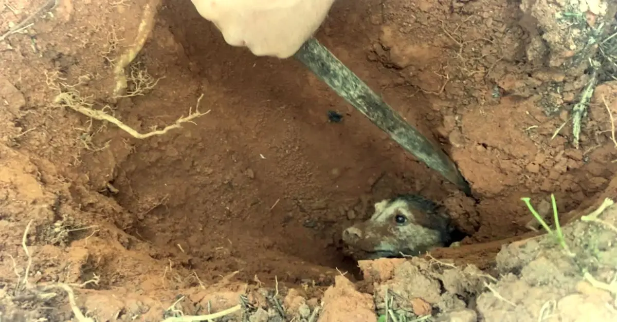 The dog buried for 56 hours was lucky to be saved by rescuers in a heartwarming scene