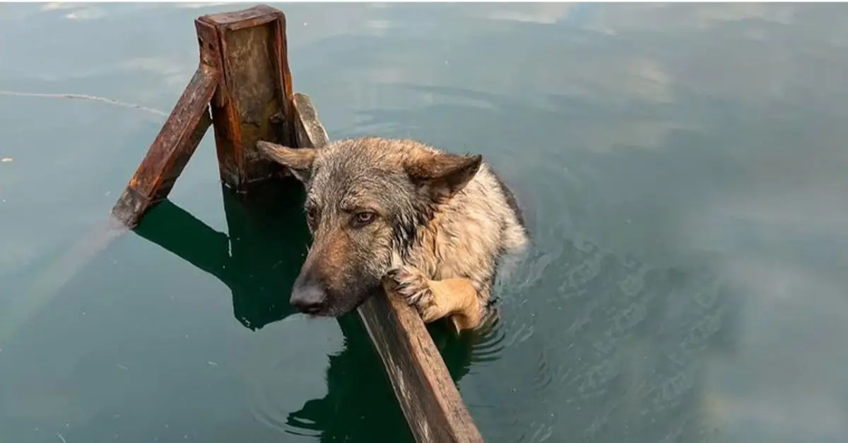 The dog clings to Lake Lytham’s shores after being caught in the water at night