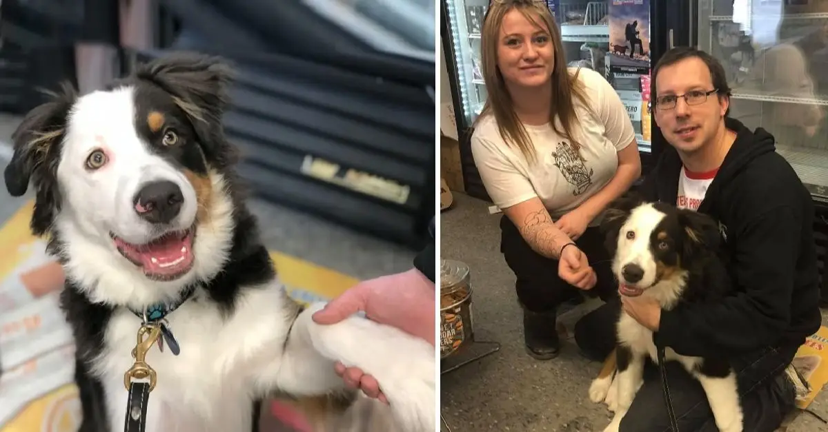 The dog informs the store owners that he is not belong to the couple he arrived with and has been stolen