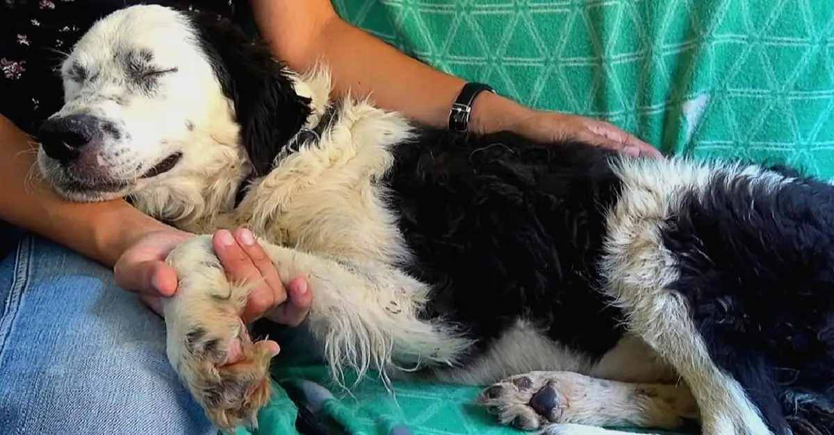 The dog quickly drifts into sleep on the rescuer’s lap upon realizing she’s been rescued