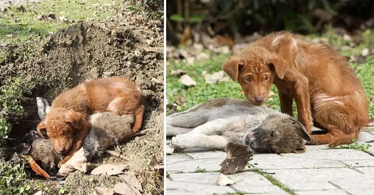 The dog stayed by his sister’s side, comforting her in her final moments