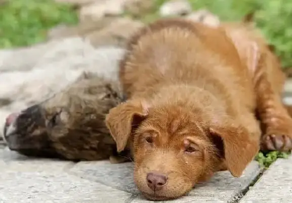 Witnessing devotion, a puppy guards its fallen sibling