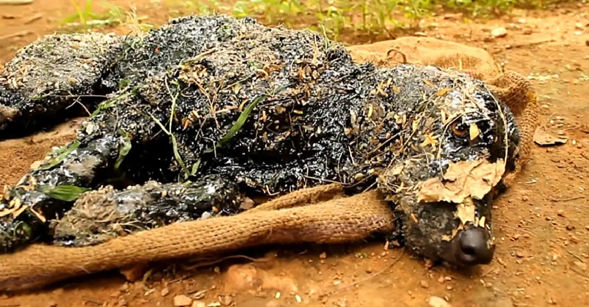 The dog stuck in the scalding tar couldn’t move or seek aid