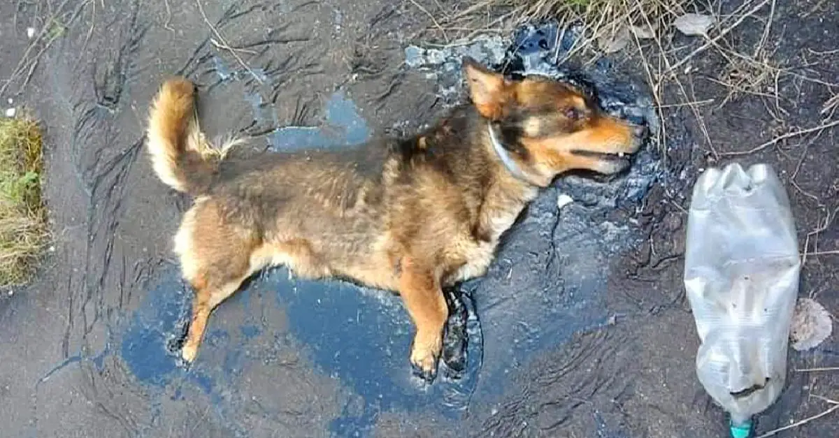 The dog summoned all its might to bark for help when stuck in tar