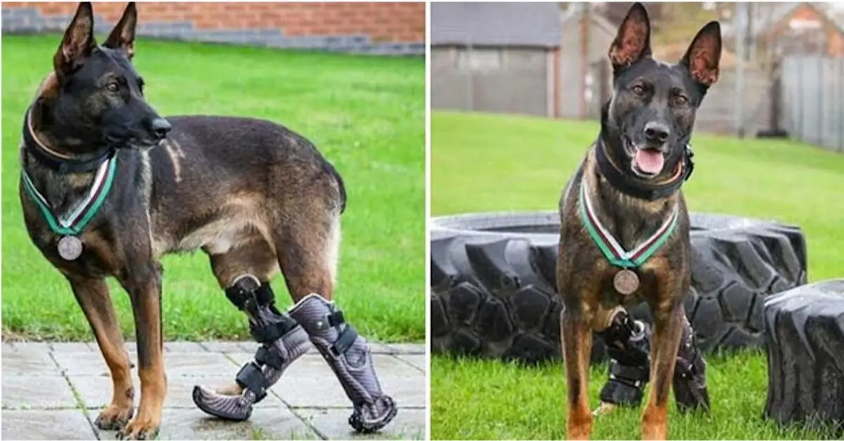 The dog that saved soldiers from gunfire has received the highest honor