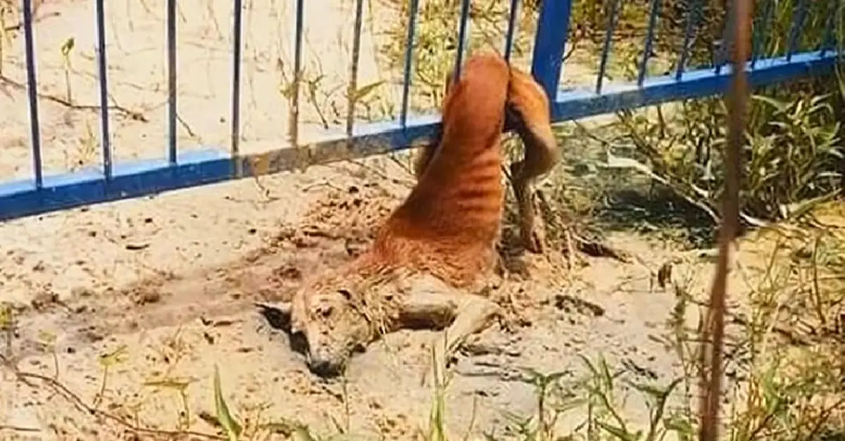 The dog trapped in the fence cries as voices approach, unable to free herself