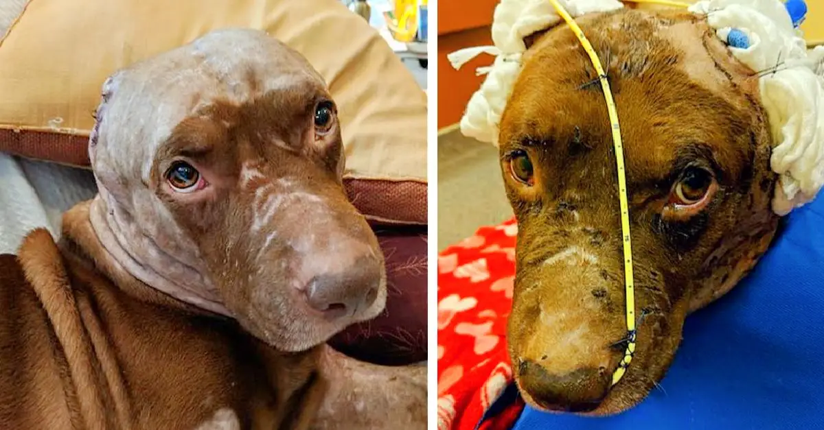 The dog whose ears were torn off simply seeks affection and a permanent home