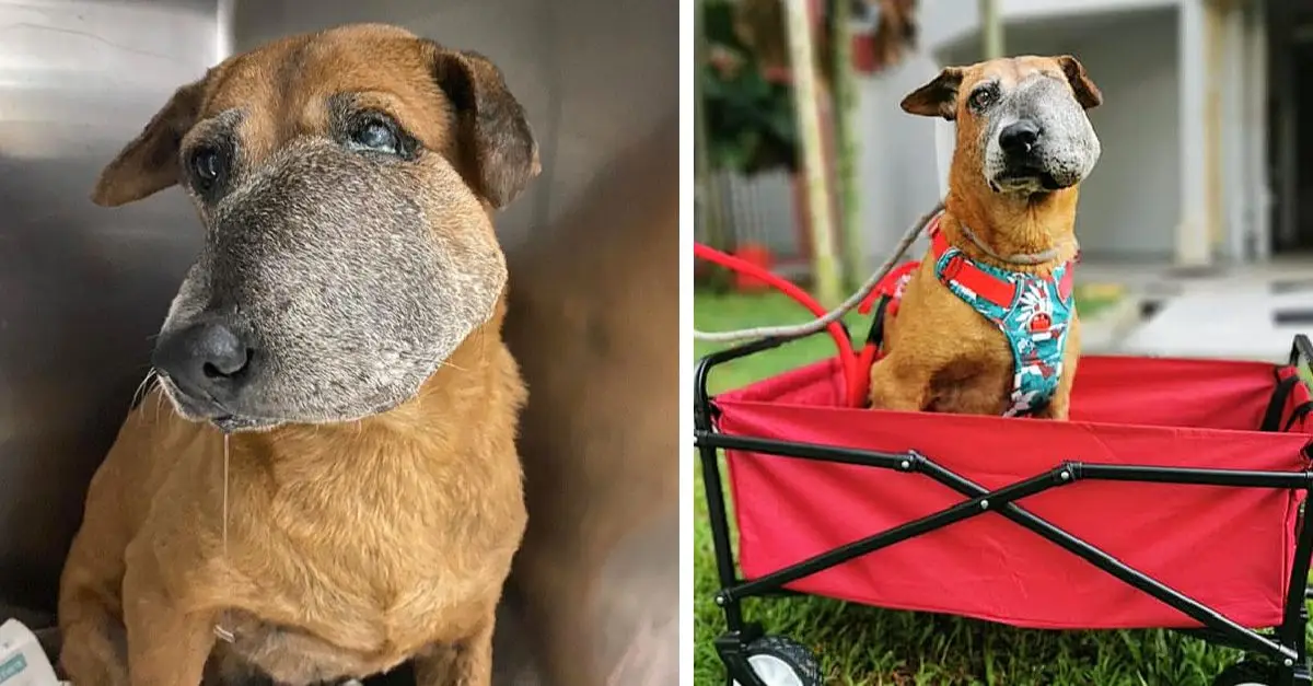 The dog with a swollen snout begged for life, showing her suffering