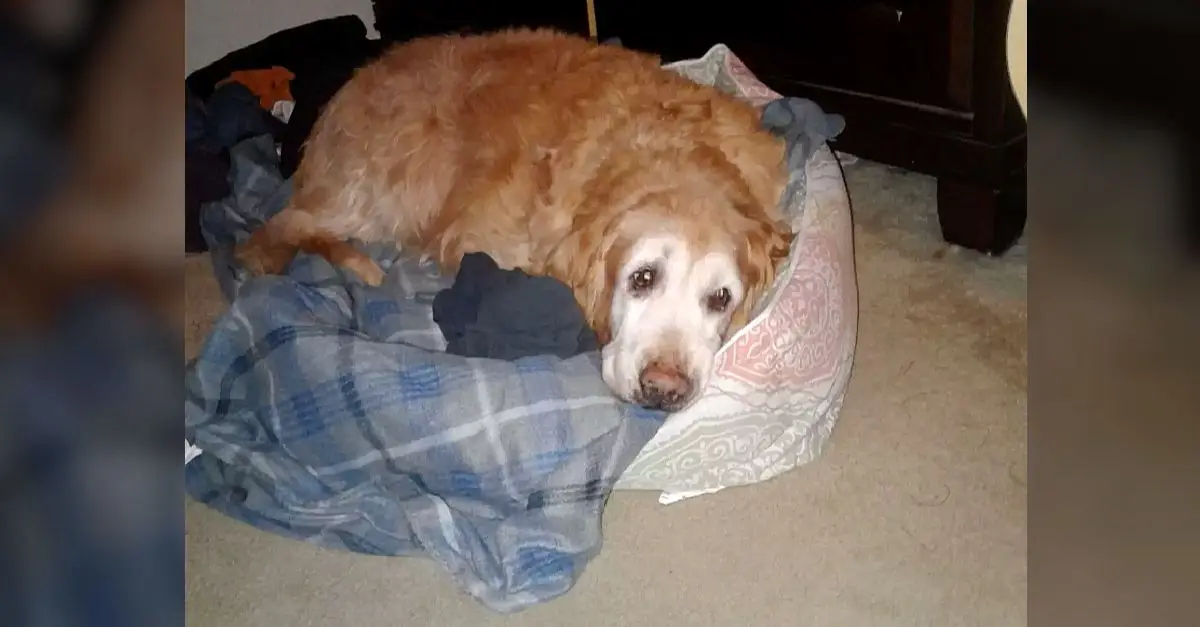 The elderly dog sleeps in dad’s shirt because he can no longer get on the bed