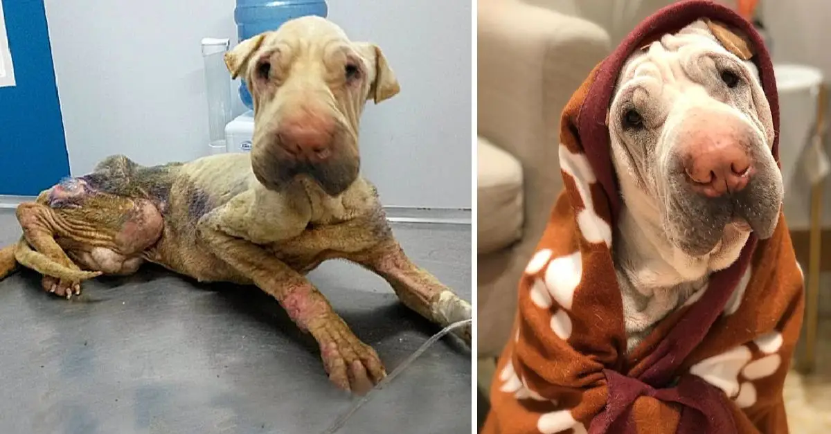 The emaciated dog, abandoned for days, was rescued and proved irresistibly sweet