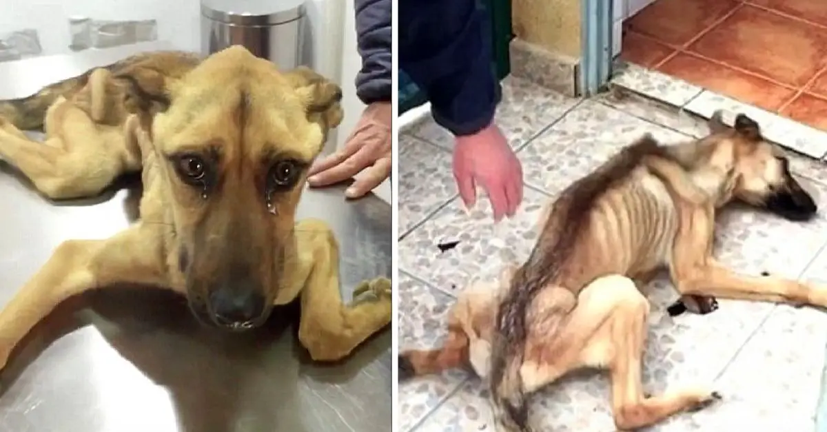 The emaciated stray dog cannot walk due to prolonged starvation and dehydration, leaving it skin and bones