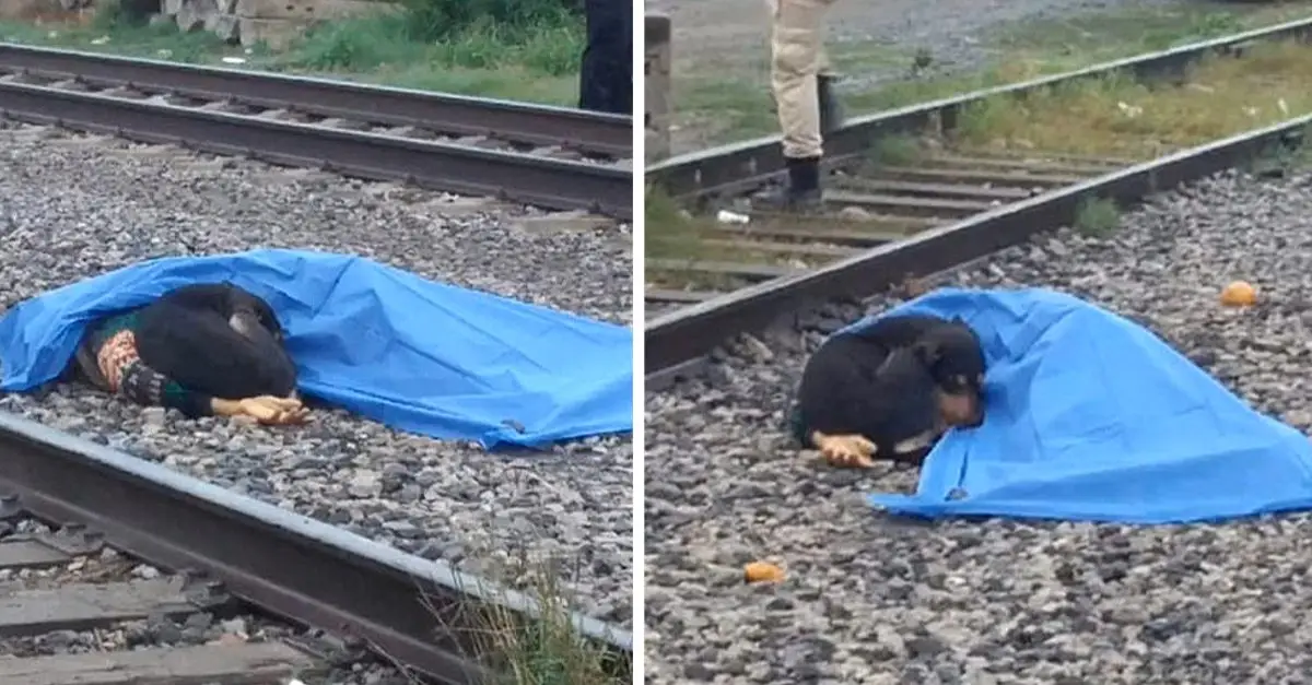 The loyal dog refuses to leave his owner, who was his whole life