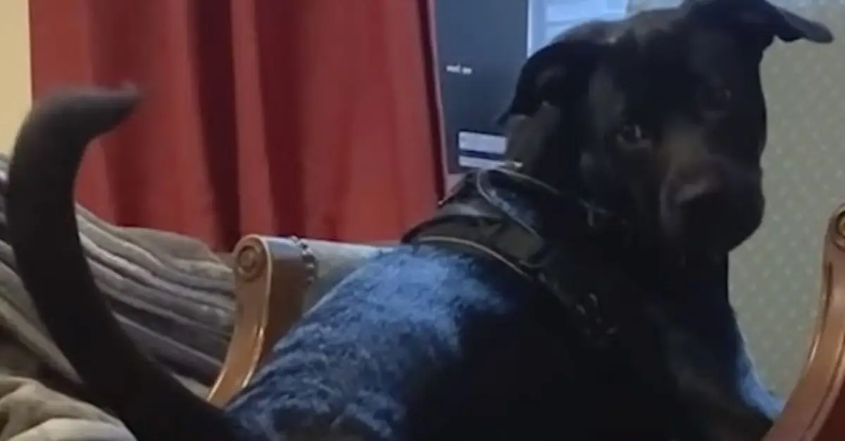 The man decided to take the continuously returned shelter dog to find out the reason