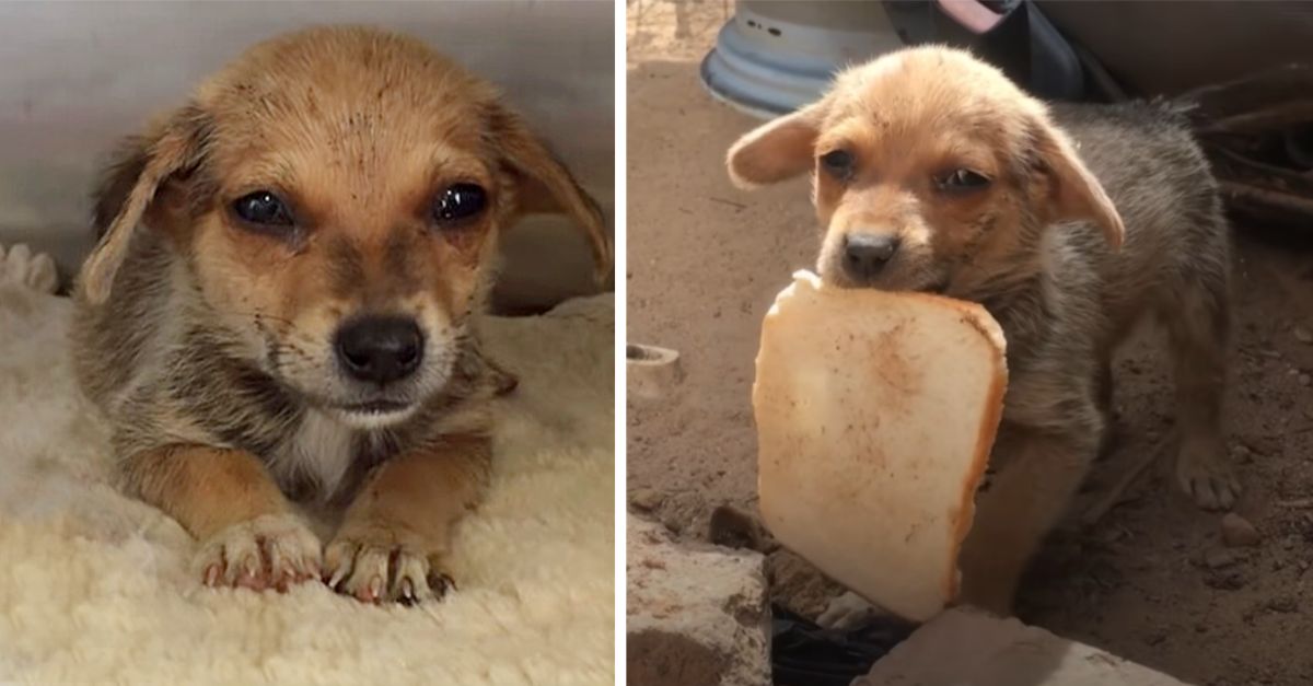 The neglected puppy cried profusely upon receiving a piece of bread