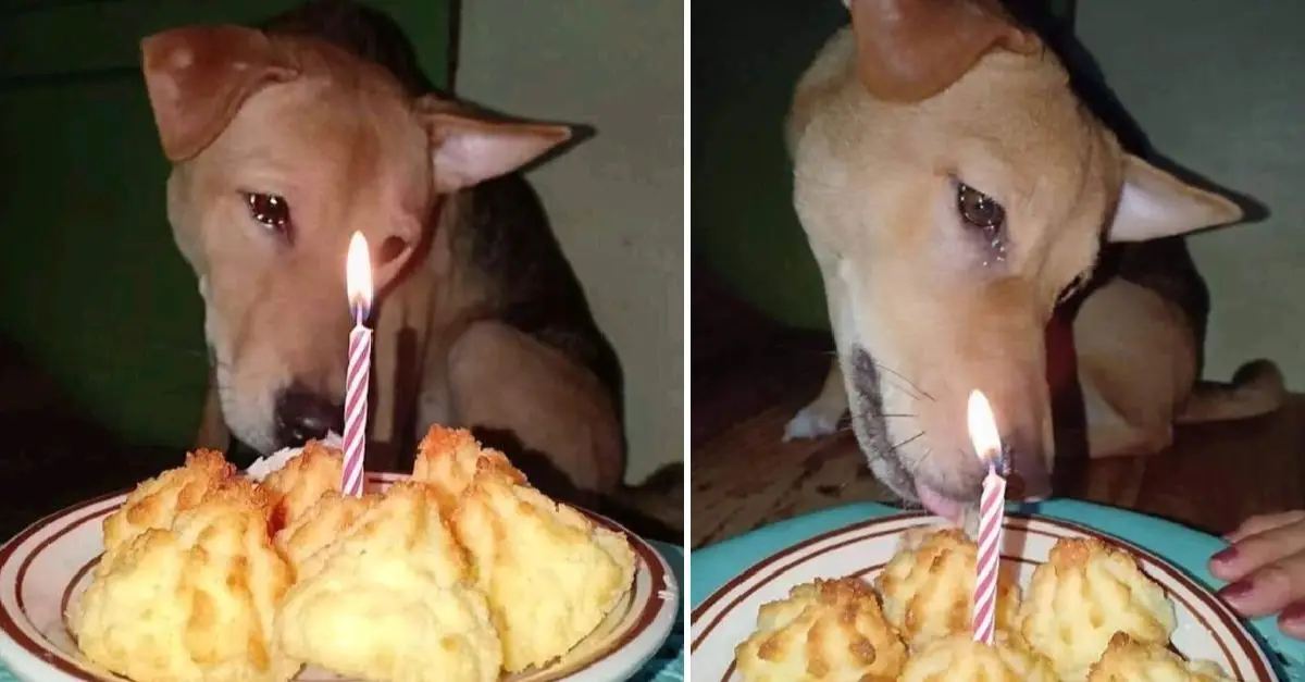 The once-abandoned dog cried with joy at its first birthday party with its new family