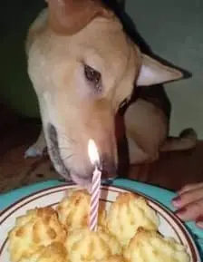 Birthday wishes and tail-wagging joy