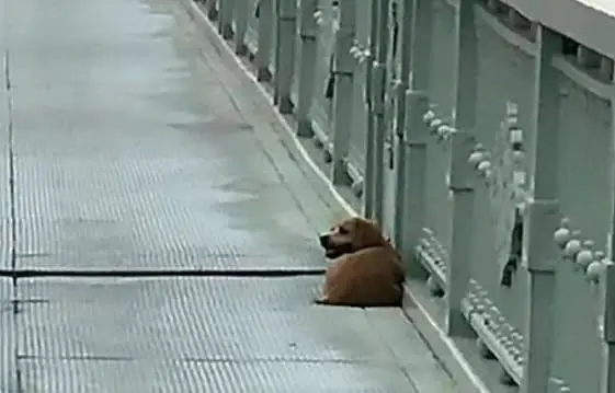 A Bridge of Sorrow: A Dog Waits for His Lost Master