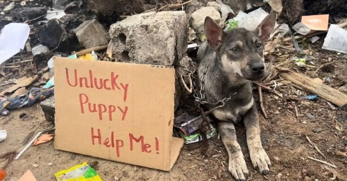 The poor dog stranded in the deserted street with a “Help me!” sign, brought tears to everyone