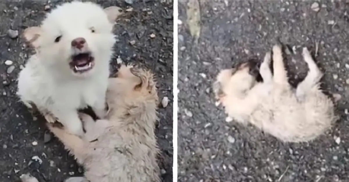 The puppy attempts to awaken its friend, crying and pleading with passersby for assistance