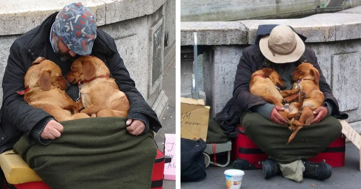 These dogs never leave the homeless man; they stay by his side until her last breath