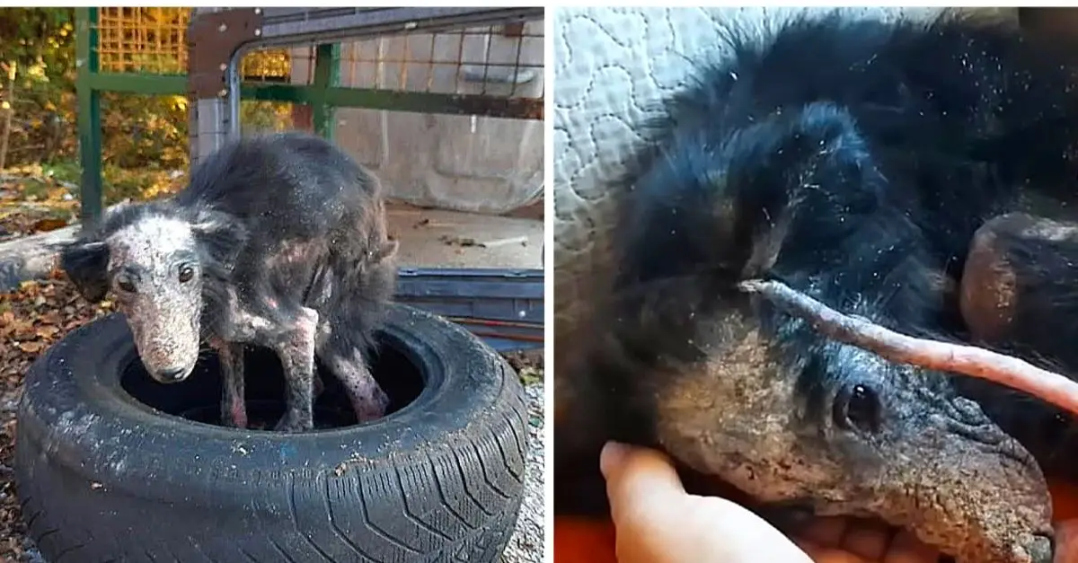 They drive her off due to her unsightly mange; she seeks refuge beneath a car tire in the bitter cold