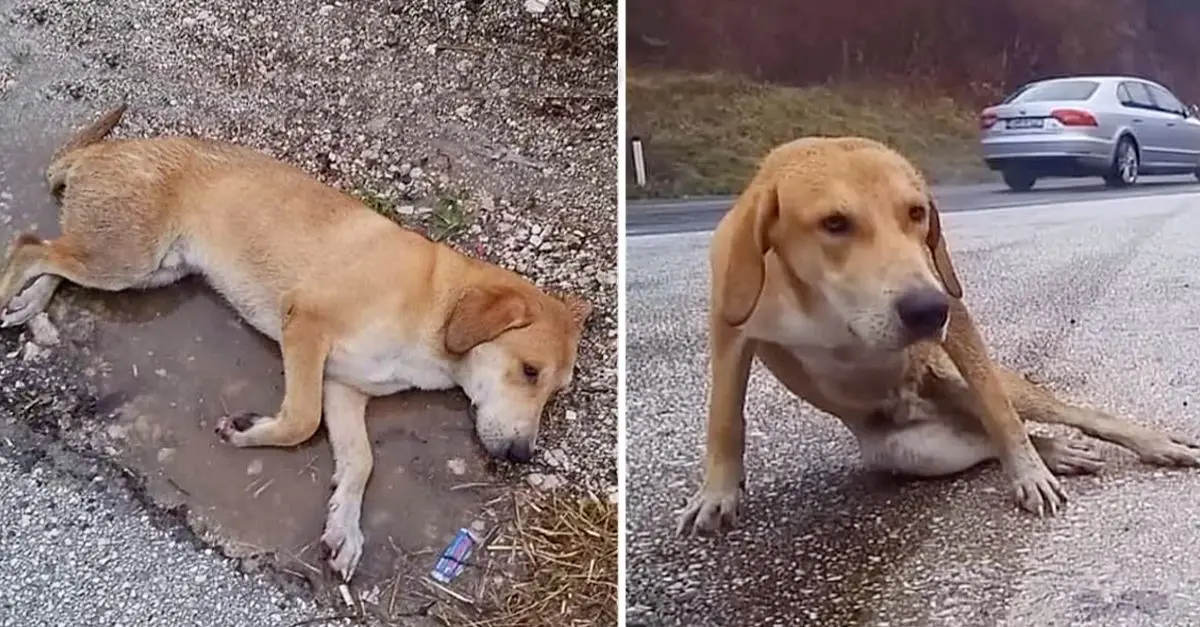 This dog lay still by the highway, soaked and desperately waiting for help