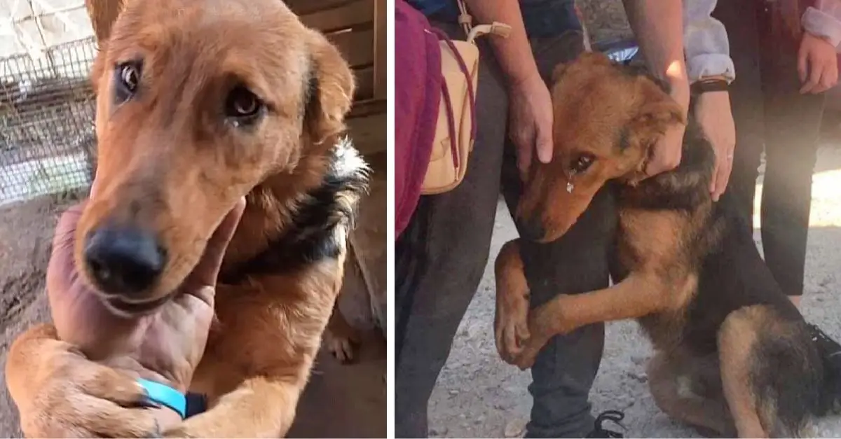 This dog pleads with strangers who stop to pet him on the street: “Please don’t leave me alone there.”