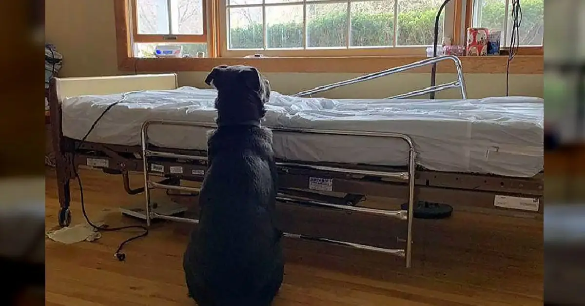 This dog remains by the vacant hospital bed, unaware that its owner has passed away