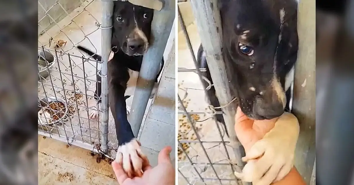 This dog seeks love and warmth, offering its paw to all who pass its cage